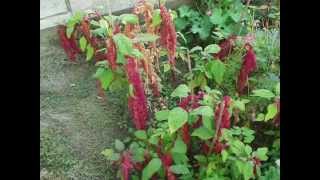 Amaranthus caudatus Loves Lies Bleeding time lapse [upl. by Nileak]