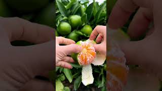 Fresh Mandarin oranges fruitcutting fruitgarden viral fruit [upl. by Anidal759]