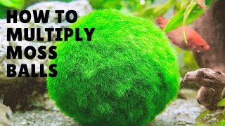 HOW TO MULTIPLYREPRODUCE MARIMO MOSS BALLS [upl. by Swartz]