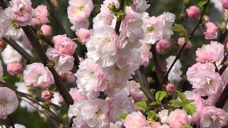 Prunus triloba [upl. by Plath]