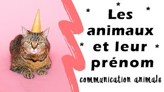 Pourquoi le prénom des animaux nest pas anodin [upl. by Fredel]