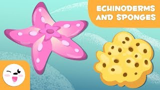 Echinoderms and sponges for kids  Invertebrate animals  Natural Science for kids [upl. by Champ]