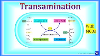 Fatty Acid Synthesis Pathway Overview Enzymes and Regulation [upl. by Cyndy]