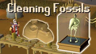 OSRS Guide to Cleaning Fossils  Using Them in the Museum [upl. by Ikey847]