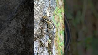 Himalayan Striped Squirrel Tamiops mcclellandii  Observed in Description [upl. by Christan]