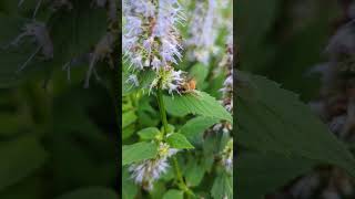 Bees in Agastache [upl. by Spatz]