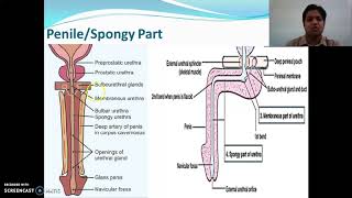 MALE URETHRA [upl. by Sucramrej]