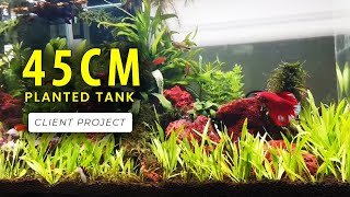 45CM Planted Tank  No CO2  Client ProjectRescape  Planted Tank Setup in Tamil Amudh Aquascapes [upl. by Aihsital101]