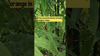 Sikkim Giant Bamboo Dendrocalamus sikkimensis garden ornamental bamboo shorts [upl. by Pavlish]