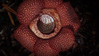 Corpse Flower Stinks of Death I The Green Planet I BBC Earth [upl. by Belding]