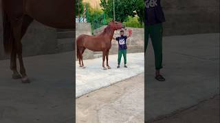 FAIRYHORSE IN TASHKENT 998990090802 998950090802 funkslowed trending horsemeeting [upl. by Ebneter]