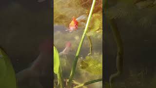 Beautiful Long Fin Ryukin Goldfish fish pond pets animals [upl. by Swinton]