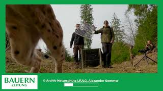 Luchse im Erzgebirge  Projekts »RELynx Sachsen« [upl. by Portwin]