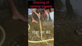 Impaction of rumen l dr Umar Khan [upl. by Hubey]