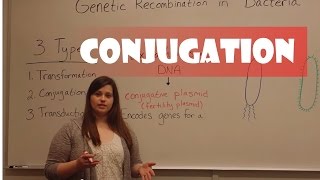 Conjugation in Bacteria [upl. by Elbas]