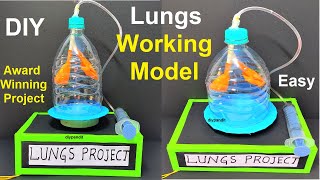 lungs working model science project exhibition  diy  simple steps  respiratory system DIY pandit [upl. by Nuawed]