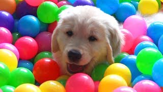 9 Week Old Golden Retriever Puppy Having Fun In A Ball Pit [upl. by Ainelec]