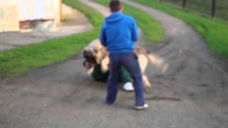 caucasianshepherdeurope KAVKASKI OVČAR Maljchik Balkan Master 22months old  attack1 [upl. by Walcott]