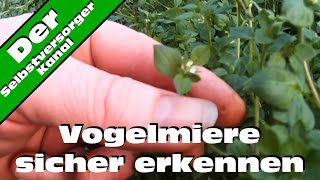 Vogelmiere sicher erkennen [upl. by Fridell693]