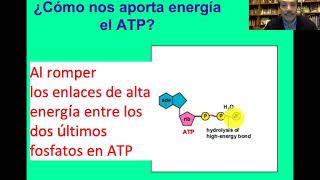 Metabolismo de la glucosa degradación aerobica y anaeróbica de la glucosa [upl. by Lenette417]