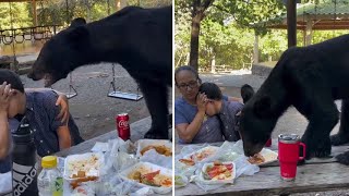 OSO SE COME LA COMIDA DE UNA FAMILIA EN UN PARQUE DE NUEVO LEÓN MÉXICO [upl. by Halihs324]