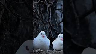 beautiful birds photography indianbirds nature wildlife birds shorts wildlifephotography [upl. by Etep]