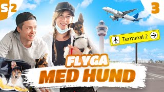 RÄDDAR HEMLÖS HUND  ATT FLYGA MED HUND [upl. by Ssitnerp]