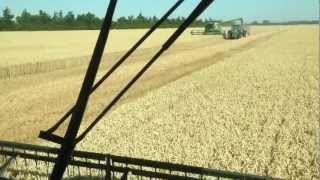 John Deere 9650 CTS  Unloading Wheat [upl. by Gwynne239]