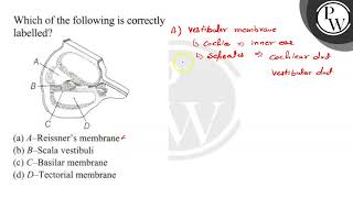 Which of the following is correctly labelled a AReissners memb [upl. by Joel67]