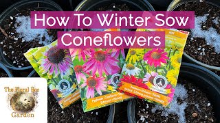 Winter Sowing Coneflower Seeds  The Floral Bee Garden [upl. by Adrienne75]