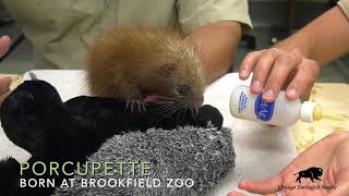 Baby PrehensileTailed Porcupine [upl. by Geminian456]