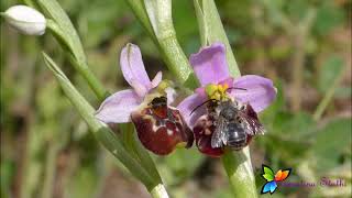 Bee Orchid Ophrys apifera  Ορχιδεά μέλισσα  flowers  rare [upl. by Dace605]