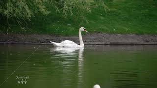 Stock footage  white swan swims in a pond [upl. by Mallin202]