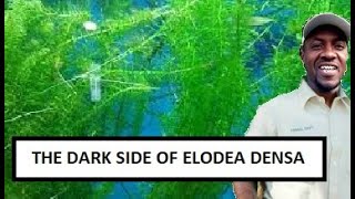 Cheap aquarium plant in Jamaica  Why elodea densa or Egeria Densa plant is connsidered Ivassive [upl. by Anrapa]