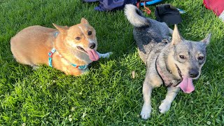 Swedish Vallhund and Corgi Playing [upl. by Gilburt]