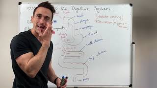 Overview of the Digestive System [upl. by Nunnery801]