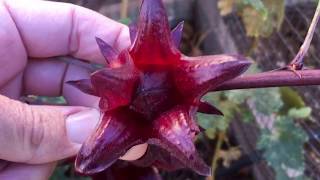 Harvesting Thai Red Roselle  Hibiscus Tea [upl. by Evilo]