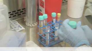 Isolation of peripheral blood mononuclear cells using ficoll1077 [upl. by Devi]