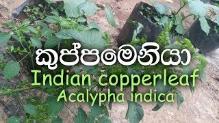 Kuppameniya  Indian copperleaf  Acalypha indica [upl. by Lamek]