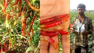 How to control Fungicide and Insecticide in Chillies crop  Best Remedy of Black spots on Chillies [upl. by Anij]