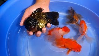 Giant Oranda for your Goldfish Tank amp Pond  12 [upl. by Izmar511]