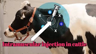 Cattle intramuscular injection [upl. by Joachima]