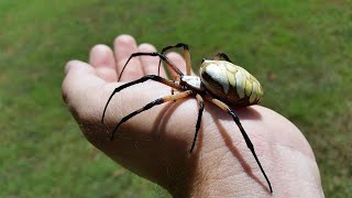 How to pick up a Yellow and Black Garden Spider  Argiope Aurantia [upl. by Alathia748]