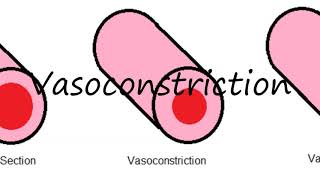 How to Pronounce Vasoconstriction [upl. by Arrakat]