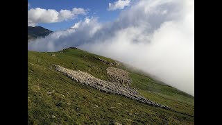 Élevage de montagne ces métiers clés du territoire pyrénéen [upl. by Elsi]