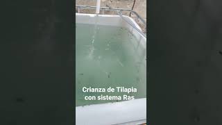 Crianza de Tilapia en estanques [upl. by Jillane858]