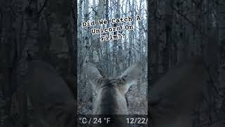 Unicorn on a trail cam shorts unicorn trailcam trailcamera deer [upl. by Budge]