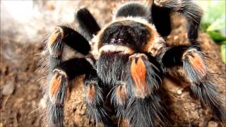 Brachypelma smithi and Brachypelma auratum comparison [upl. by Yroc]