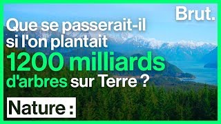 Reforestation massive  la solution pour limiter le réchauffement climatique [upl. by Schreibman]