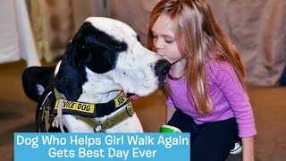 George the Great Dane Service Dog  DOGs BEST DAY [upl. by Belldame]